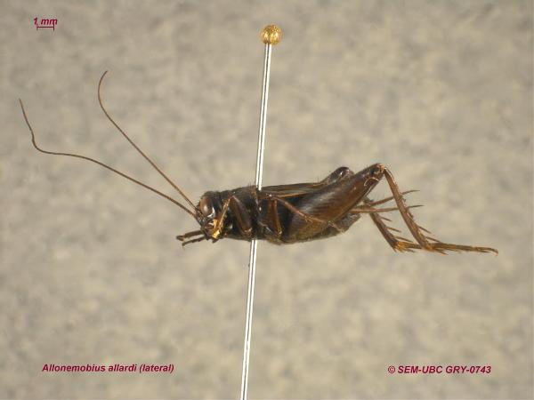 Photo of Allonemobius allardi by Spencer Entomological Museum